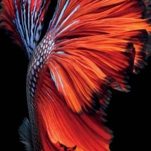 Meet your Posher, Khoa